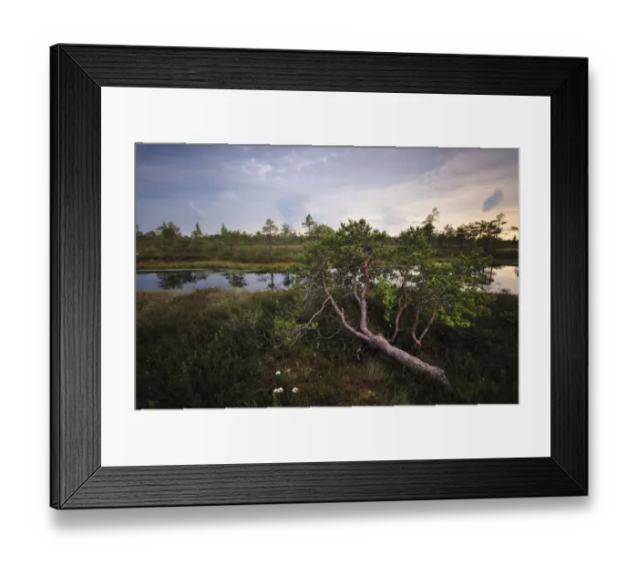 Framed Print : Bog forest, Kemeri National Park, Latvia, June 2009 Framed Print : Bog forest, Kemeri National Park, Latvia, June 2009