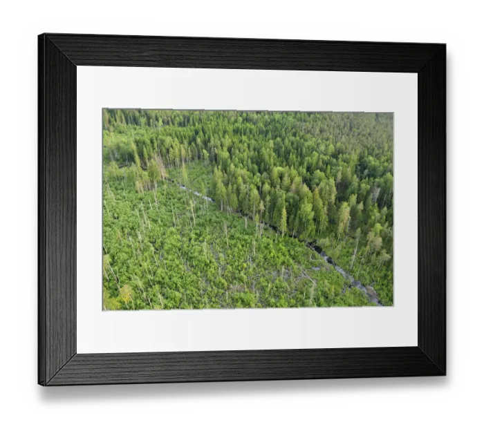 Framed Print : Aerial view of Eurasian beaver (Castor fiber) destruction in a forest, Kemeri National Park Framed Print : Aerial view of Eurasian beaver (Castor fiber) destruction in a forest, Kemeri National Park