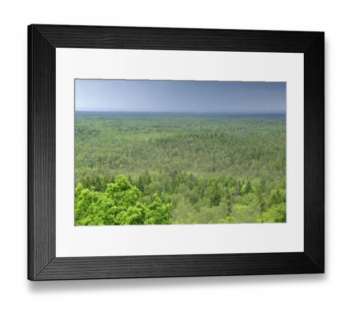 Framed Print : Forest, Slitere National Park, Latvia, June 2009 Framed Print : Forest, Slitere National Park, Latvia, June 2009