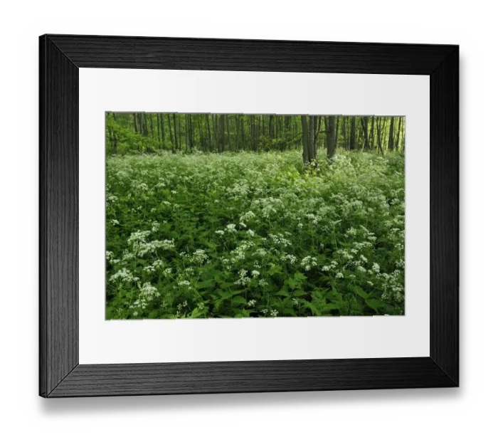 Framed Print : Cow parsley (Anthriscus sylvestris) growing in woodland, Slitere National Park, Latvia Framed Print : Cow parsley (Anthriscus sylvestris) growing in woodland, Slitere National Park, Latvia