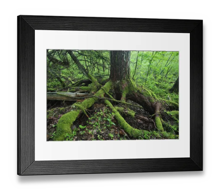 Framed Print : Moss covered roots of a tree, Moricsala Strict Nature Reserve, Moricsala Island, Lake Usma
