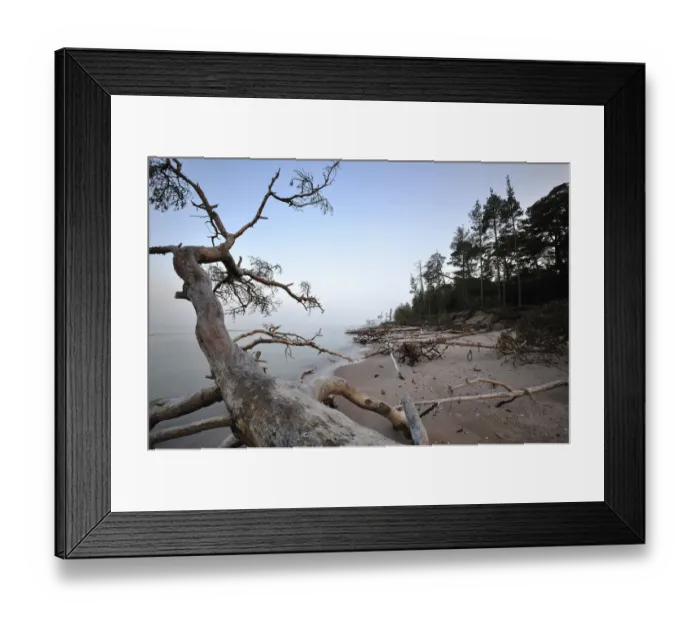 Framed Print : Trees washed up on sea shore, Cape Kolka, Slitere National Park, Latvia, June 2009 Framed Print : Trees washed up on sea shore, Cape Kolka, Slitere National Park, Latvia, June 2009