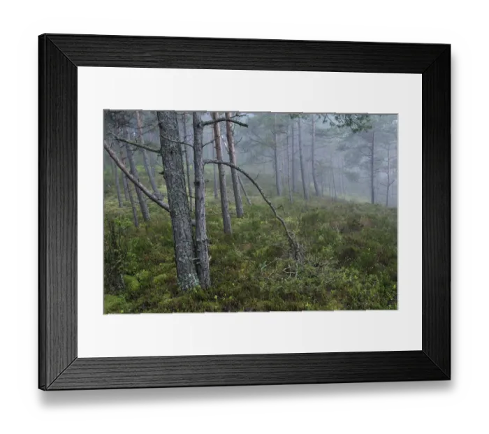 Framed Print : Forest, Cape Kolka, Slitere National Park, Latvia, June 2009 Framed Print : Forest, Cape Kolka, Slitere National Park, Latvia, June 2009