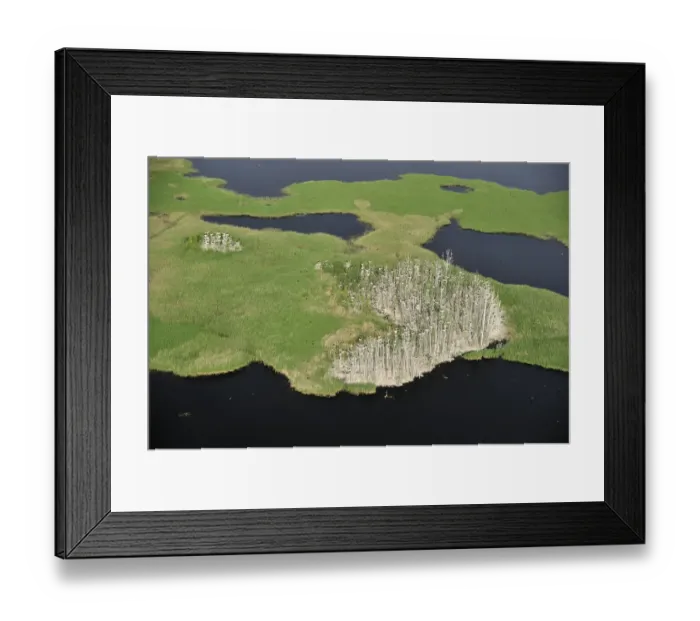 Framed Print : Aerial view of Great cormorant (Phalacrocorax carbo sinensis) colony in dead trees Framed Print : Aerial view of Great cormorant (Phalacrocorax carbo sinensis) colony in dead trees