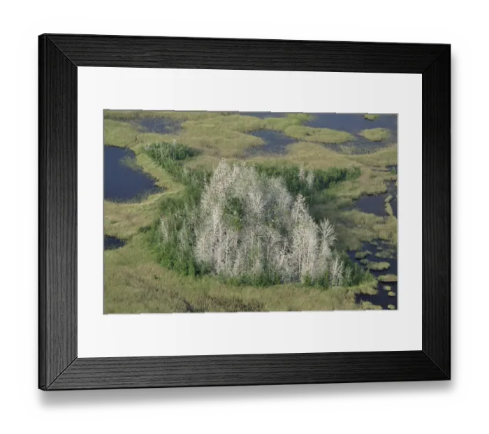 Framed Print : Aerial view of Great cormorant (Phalacrocorax carbo sinensis) colony in dead trees Framed Print : Aerial view of Great cormorant (Phalacrocorax carbo sinensis) colony in dead trees