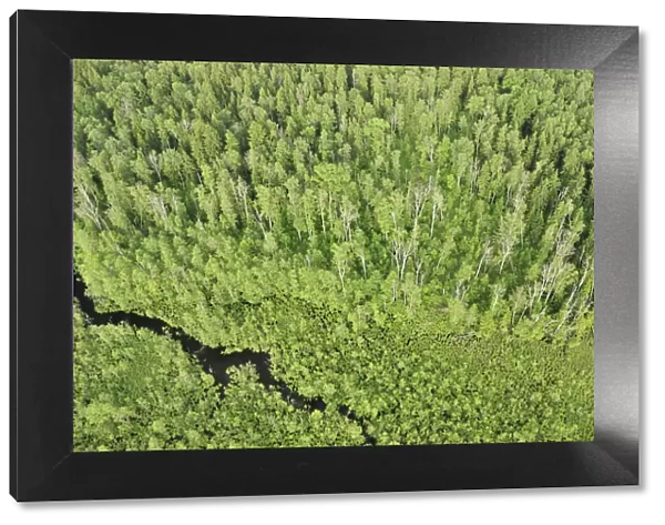 Aerial view of forest with a stream flowing through it, Kemeri National Park, Latvia