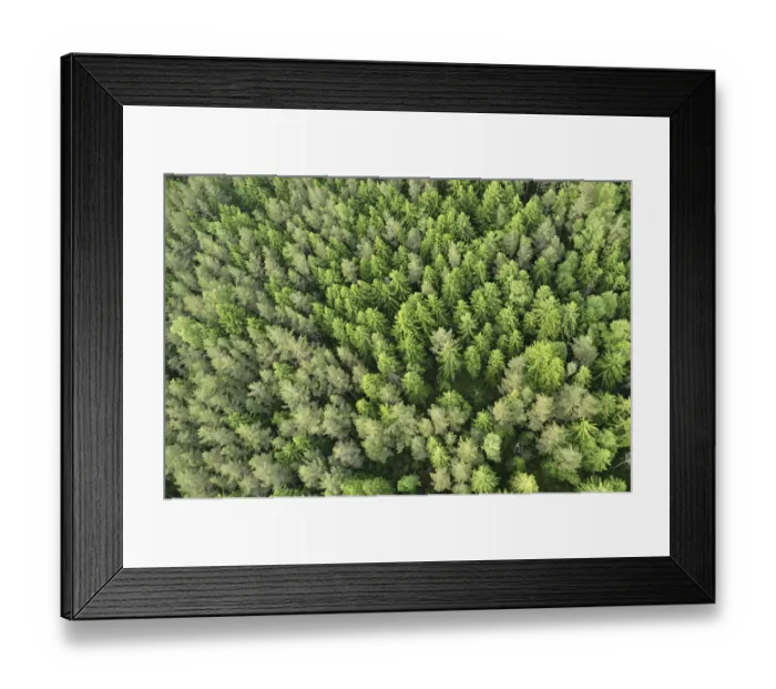 Framed Print : Aerial view of forest, Kemeri National Park, Latvia, June 2009 Framed Print : Aerial view of forest, Kemeri National Park, Latvia, June 2009