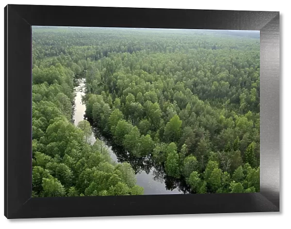 Aerial view of river flowing through forest, Kemeri National Park, Latvia, June 2009