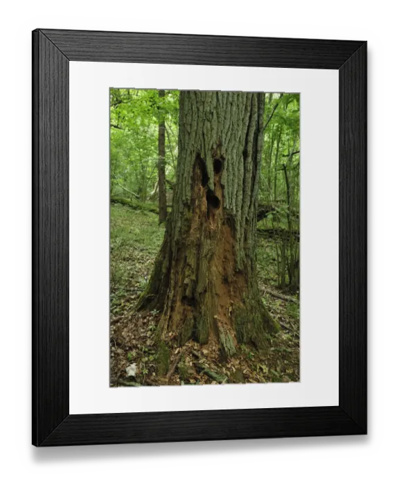 Framed Print : Decaying tree trunk, Moricsala Strict Nature Reserve, Moricsala Island, Lake Usma Framed Print : Decaying tree trunk, Moricsala Strict Nature Reserve, Moricsala Island, Lake Usma