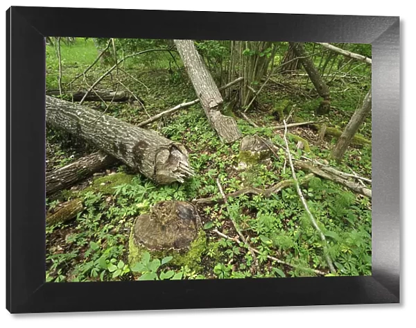 Trees felled by Eurasian beavers (Castor fiber) Moricsala Strict Nature Reserve, Moricsala Island
