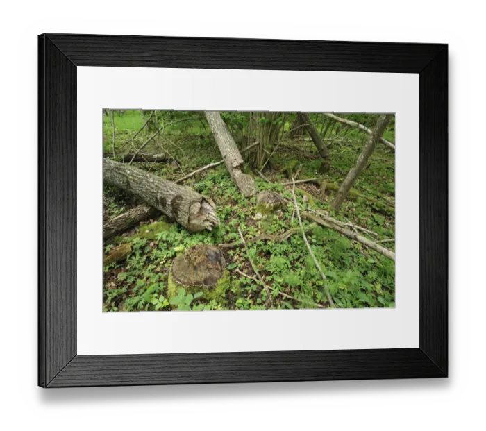 Framed Print : Trees felled by Eurasian beavers (Castor fiber) Moricsala Strict Nature Reserve, Moricsala Island Framed Print : Trees felled by Eurasian beavers (Castor fiber) Moricsala Strict Nature Reserve, Moricsala Island