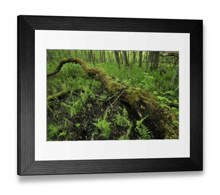 Framed Print : Fallen tree surrounded by ferns, Moricsala Strict Nature Reserve, Moricsala Island Framed Print : Fallen tree surrounded by ferns, Moricsala Strict Nature Reserve, Moricsala Island