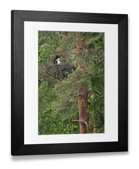 Framed Print : Black stork (Ciconia nigra) on nest with two chicks, Latvia, June 2009