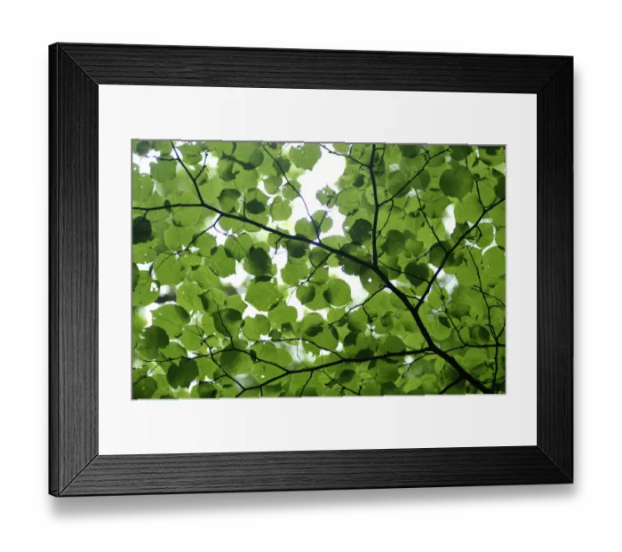 Framed Print : View of underside of Lime (Tilia sp) leaves on a branch, Moricsala Strict Nature Reserve Framed Print : View of underside of Lime (Tilia sp) leaves on a branch, Moricsala Strict Nature Reserve