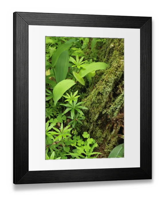 Framed Print : Leaves of various plants: Lily-of-the-valley, (Convallaria majalis) (top left corner)Wood-sorrel Framed Print : Leaves of various plants: Lily-of-the-valley, (Convallaria majalis) (top left corner)Wood-sorrel