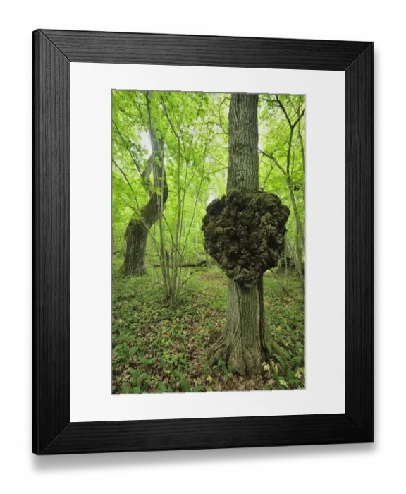 Framed Print : Growth on a tree trunk, Moricsala Strict Nature Reserve, Moricsala Island, Lake Usma Framed Print : Growth on a tree trunk, Moricsala Strict Nature Reserve, Moricsala Island, Lake Usma