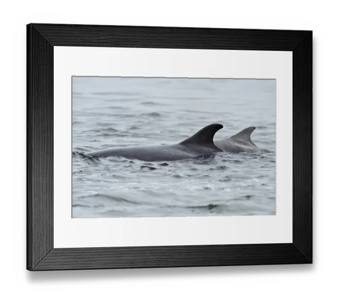 Framed Print : Female Bottlenosed dolphin (Tursiops truncatus) with calf surfacing, patrolling rip-current Framed Print : Female Bottlenosed dolphin (Tursiops truncatus) with calf surfacing, patrolling rip-current