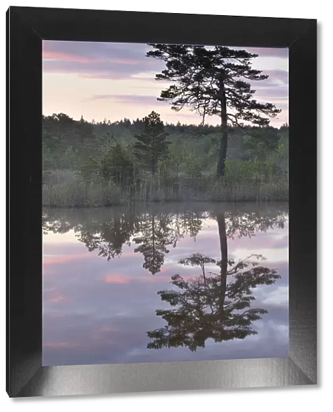 Hydrogen sulphide (H2S) pond with trees reflected in water at dusk, Bog forest, Kemeri
