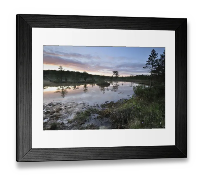 Framed Print : Hydrogen suphide (H2S) pond at dusk, Bog forest, Kemeri National Park, Latvia, June 2009 Framed Print : Hydrogen suphide (H2S) pond at dusk, Bog forest, Kemeri National Park, Latvia, June 2009