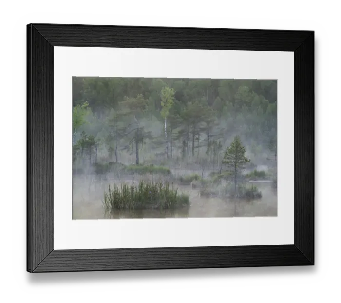 Framed Print : Hydrogen sulphide (H2S) pond in mist, Bog forest, Kemeri National Park, Latvia, June 2009 Framed Print : Hydrogen sulphide (H2S) pond in mist, Bog forest, Kemeri National Park, Latvia, June 2009