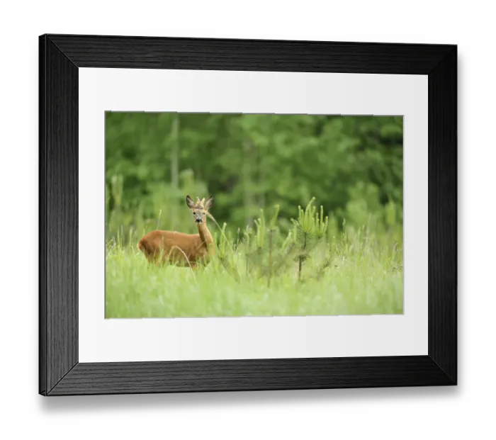 Framed Print : Roe deer {Capreolus capreolus} amongst young coniferous trees, Kemeri National Park Framed Print : Roe deer {Capreolus capreolus} amongst young coniferous trees, Kemeri National Park