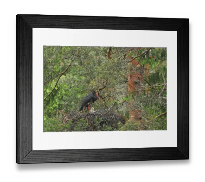Framed Print : Black stork (Ciconia nigra) on nest with chick, Latvia, June 2009. WWE OUTDOOR EXHIBITION Framed Print : Black stork (Ciconia nigra) on nest with chick, Latvia, June 2009. WWE OUTDOOR EXHIBITION