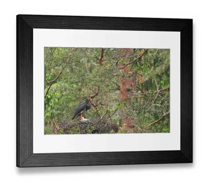 Framed Print : Black stork (Ciconia nigra) with chick on nest, Latvia, June 2009