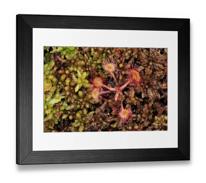 Framed Print : Sundew plants {Drosera sp} growing on the forest floor, Bog forest, Kemeri National Park Framed Print : Sundew plants {Drosera sp} growing on the forest floor, Bog forest, Kemeri National Park