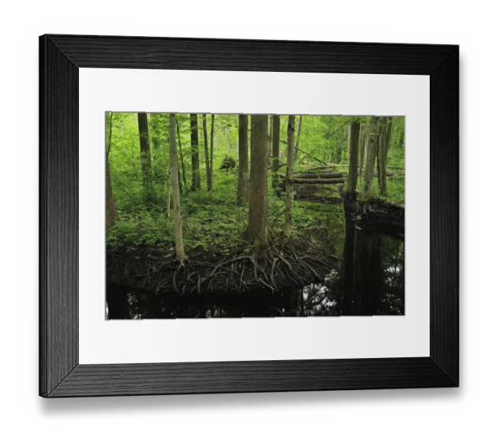 Framed Print : River flowing through forest, Kemeri National Park, Latvia, June 2009 Framed Print : River flowing through forest, Kemeri National Park, Latvia, June 2009