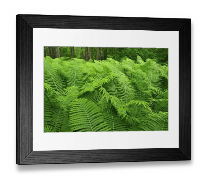 Framed Print : Ferns, Moricsala Strict Nature Reserve, Moricsala Island, Lake Usma, Latvia, June 2009 Framed Print : Ferns, Moricsala Strict Nature Reserve, Moricsala Island, Lake Usma, Latvia, June 2009