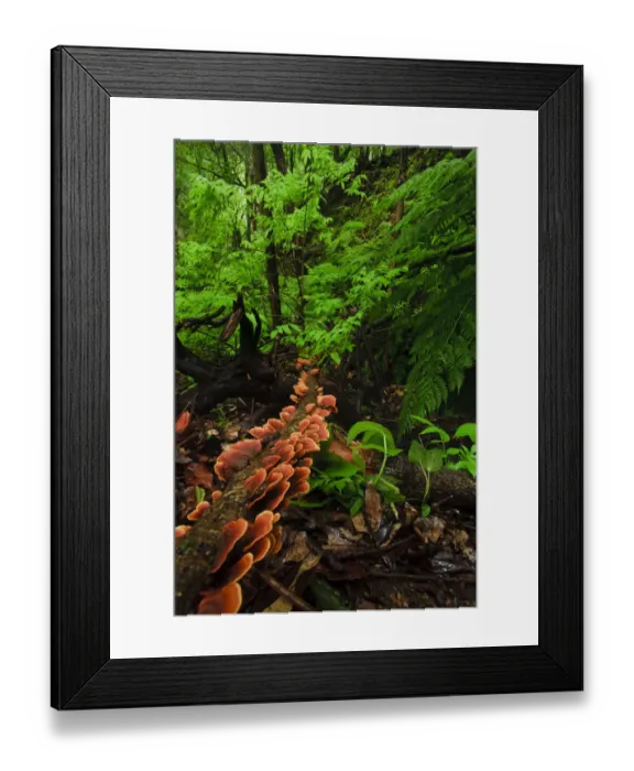 Framed Print : Laurisilva forest floor, with fungi growing on fallen tree, Tilos Natural Park, La Palma Framed Print : Laurisilva forest floor, with fungi growing on fallen tree, Tilos Natural Park, La Palma