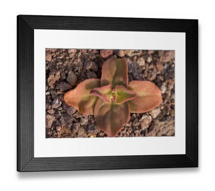 Framed Print : Ice plant (Mesembryanthemum crystallinum) flower, North Lanzarote, Canary Islands