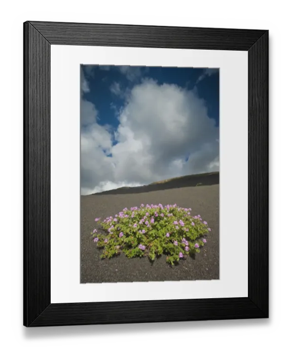 Framed Print : Herb robert (Geranium robertianum) flowering in lava field, La Geria area, Lanzarote