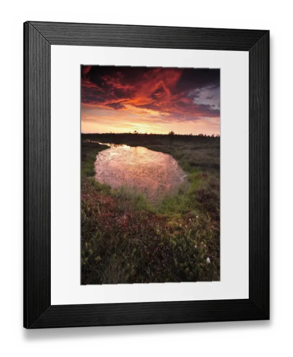 Framed Print : Bog forest at sunset, Kemeri National Park, Latvia, June 2009 Framed Print : Bog forest at sunset, Kemeri National Park, Latvia, June 2009