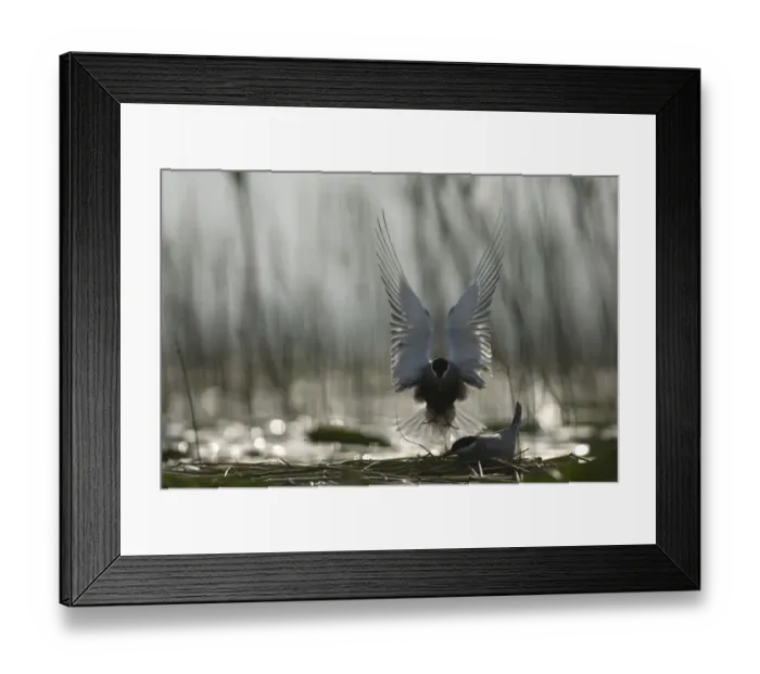 Framed Print : Whiskered tern (Chlidonias hybrida) landing at nest, Lake Skadar, Lake Skadar National Park Framed Print : Whiskered tern (Chlidonias hybrida) landing at nest, Lake Skadar, Lake Skadar National Park