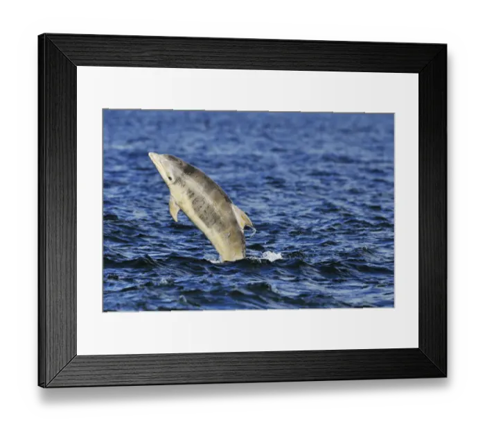 Framed Print : Juvenile Bottlenosed dolphins (Tursiops truncatus) jumping, Moray Firth, Nr Inverness Framed Print : Juvenile Bottlenosed dolphins (Tursiops truncatus) jumping, Moray Firth, Nr Inverness