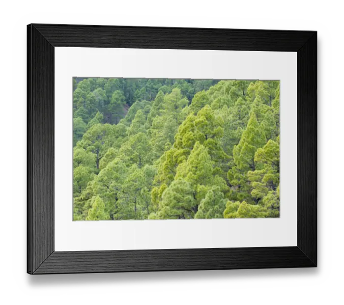 Framed Print : Canary pine (Pinus canariensis) forest, Caldera de Taburiente National Park, La Palma Framed Print : Canary pine (Pinus canariensis) forest, Caldera de Taburiente National Park, La Palma