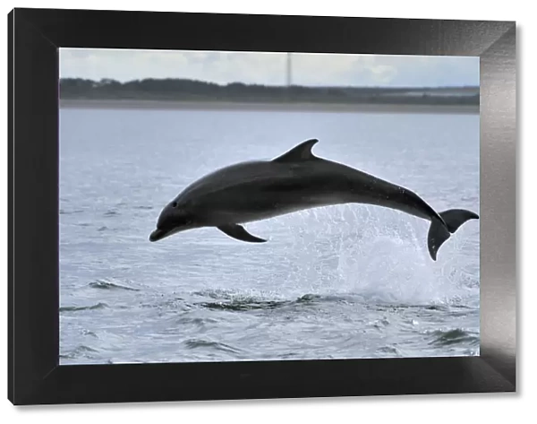 Bottlenosed dolphin (Tursiops truncatus) jumping, Moray Firth, Nr Inverness, Scotland