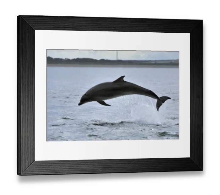 Framed Print : Bottlenosed dolphin (Tursiops truncatus) jumping, Moray Firth, Nr Inverness, Scotland Framed Print : Bottlenosed dolphin (Tursiops truncatus) jumping, Moray Firth, Nr Inverness, Scotland