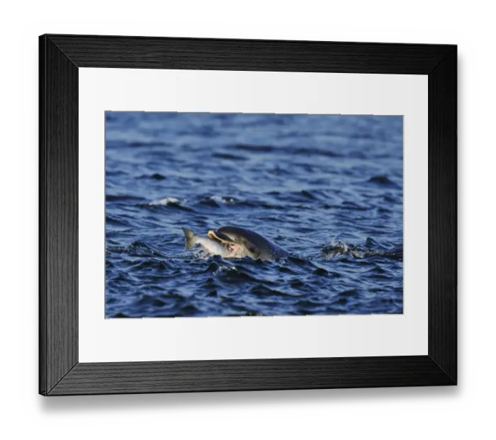 Framed Print : Bottlenosed dolphin (Tursiops truncatus) feeding on Salmon, Moray Firth, Nr Inverness Framed Print : Bottlenosed dolphin (Tursiops truncatus) feeding on Salmon, Moray Firth, Nr Inverness
