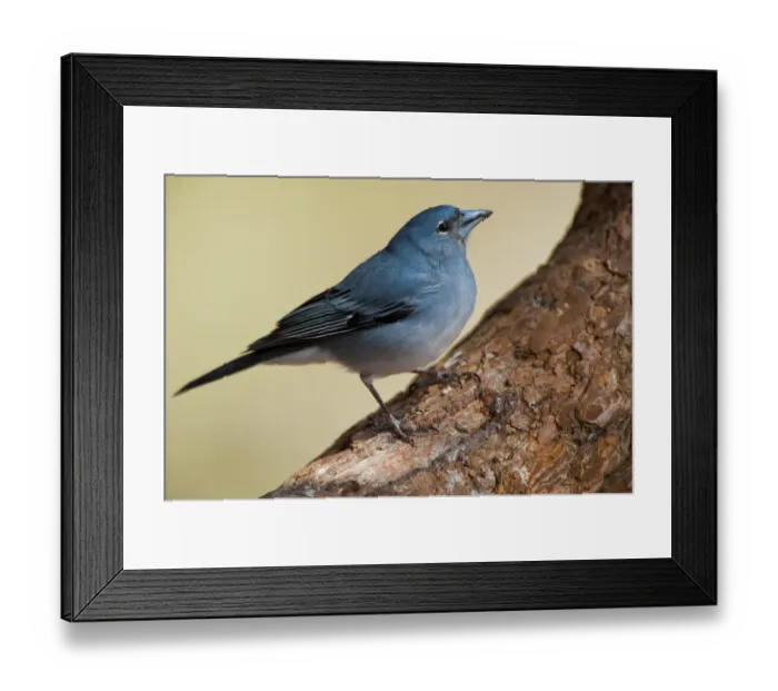 Framed Print : Teides blue chaffinch (Fringilla teydea) on tree, Teide National Park, Tenerife Framed Print : Teides blue chaffinch (Fringilla teydea) on tree, Teide National Park, Tenerife