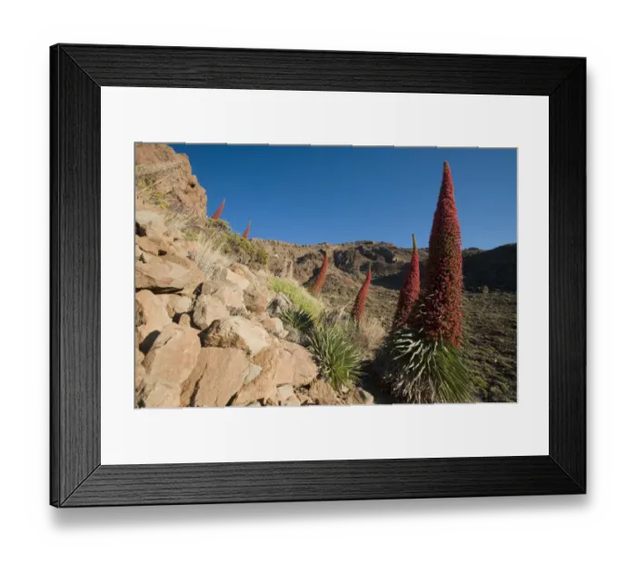 Framed Print : Red giant tajinaste / Mount Teide blugloss (Echium wildpretii) flowers, Teide National Park Framed Print : Red giant tajinaste / Mount Teide blugloss (Echium wildpretii) flowers, Teide National Park