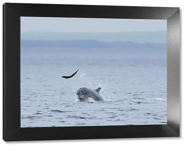 Bottlenosed dolphin (Tursiops truncatus) throwing Salmon into the air, Moray Firth