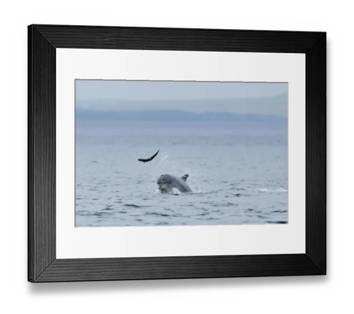 Framed Print : Bottlenosed dolphin (Tursiops truncatus) throwing Salmon into the air, Moray Firth Framed Print : Bottlenosed dolphin (Tursiops truncatus) throwing Salmon into the air, Moray Firth