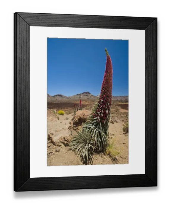 Framed Print : Red giant tajinaste / Mount Teide bugloss (Echium wildpretii) flowering, Teide National Park Framed Print : Red giant tajinaste / Mount Teide bugloss (Echium wildpretii) flowering, Teide National Park