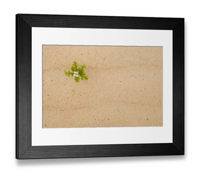 Framed Print : Sea rocket (Cakile maritima) in flower, El Jable sand dunes Natural Park, North Fuerteventura Framed Print : Sea rocket (Cakile maritima) in flower, El Jable sand dunes Natural Park, North Fuerteventura