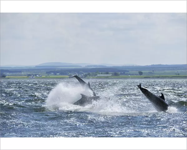 Bottlenosed dolphins (Tursiops truncatus) breaching, Moray Firth, Nr Inverness, Scotland