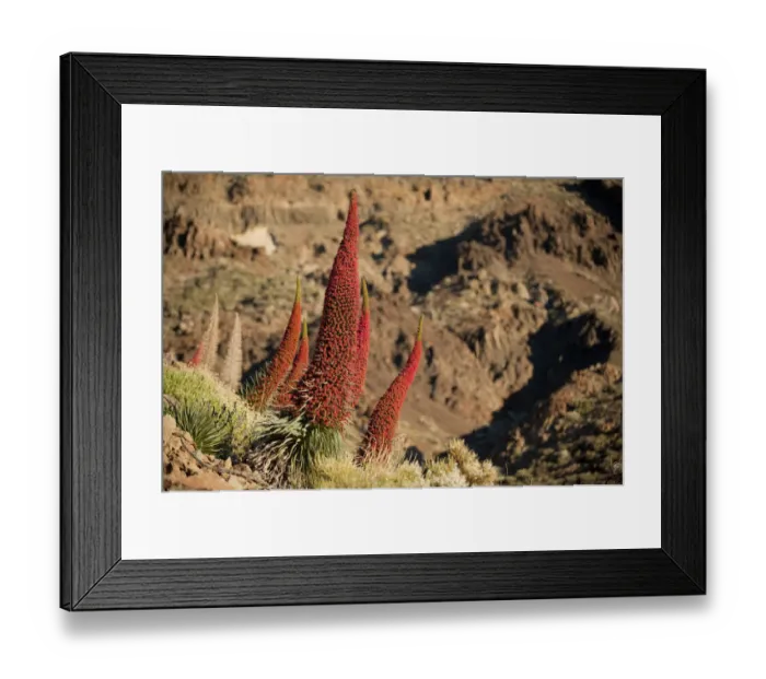 Framed Print : Red giant tajinaste / Mount Teide blugloss (Echium wildpretii) flowers, Teide National Park Framed Print : Red giant tajinaste / Mount Teide blugloss (Echium wildpretii) flowers, Teide National Park