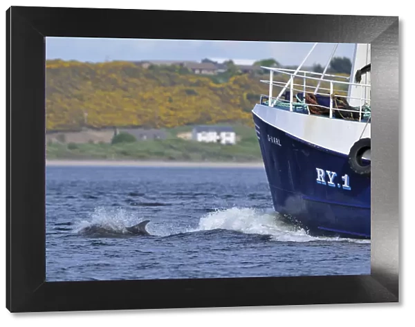 Bottlenosed dolphin (Tursiops truncatus) bow riding fishing boat, Moray Firth, Nr Inverness