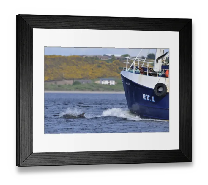 Framed Print : Bottlenosed dolphin (Tursiops truncatus) bow riding fishing boat, Moray Firth, Nr Inverness Framed Print : Bottlenosed dolphin (Tursiops truncatus) bow riding fishing boat, Moray Firth, Nr Inverness
